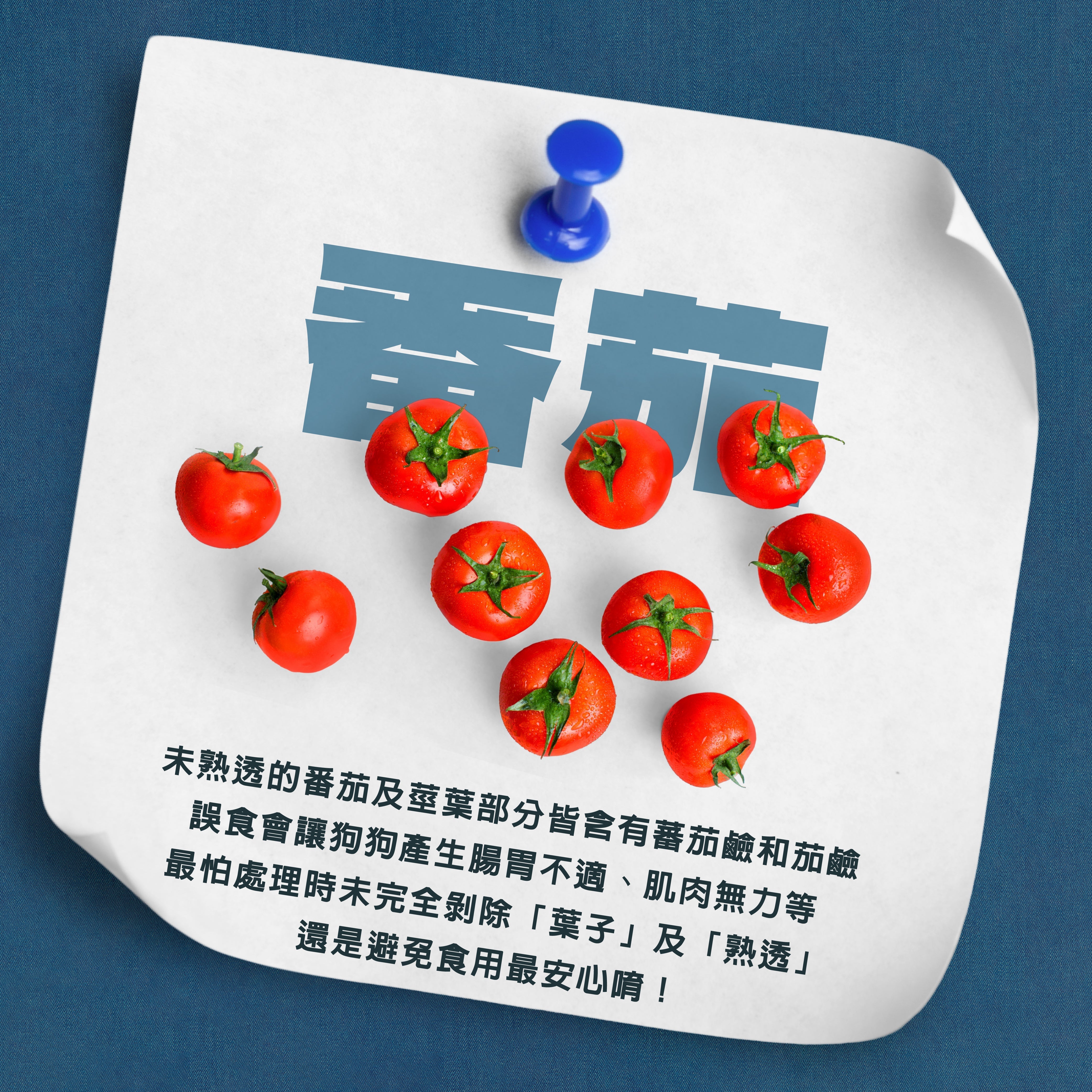 🚨 番茄竟然也可能傷害毛孩？小心這些細節！ 🚨