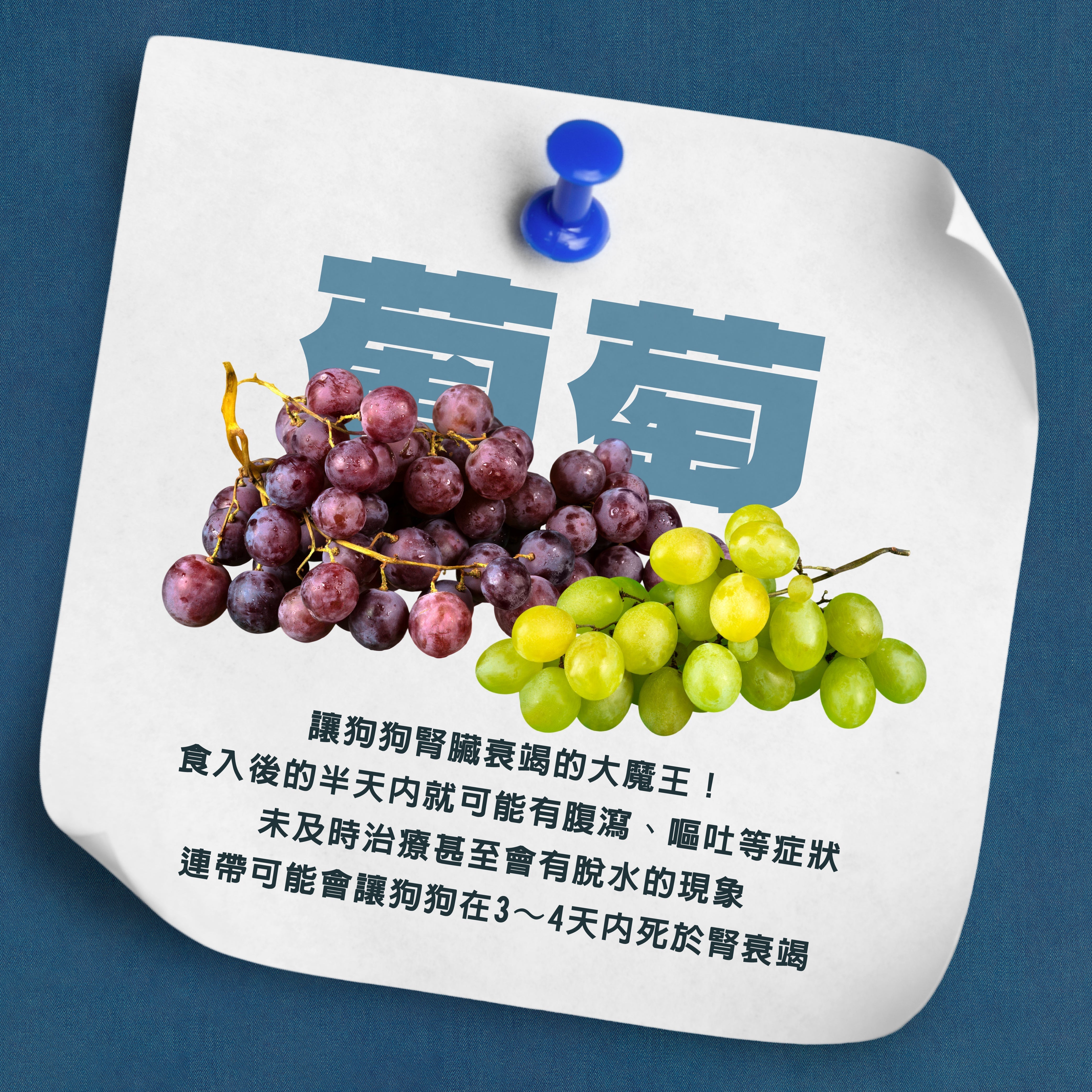 🚨 葡萄是狗狗的腎臟殺手！家長們必須注意！ 🚨