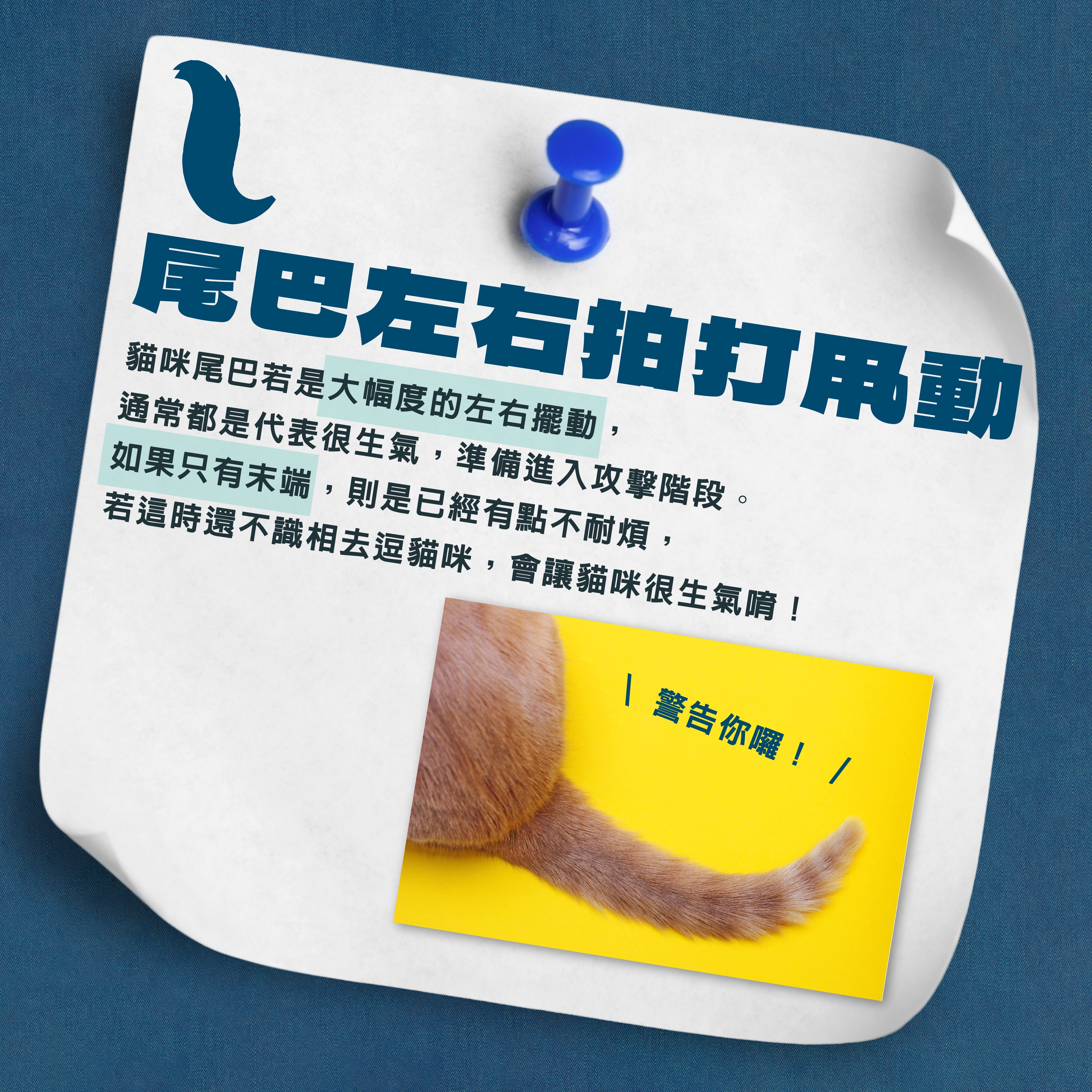 ⚠️ 貓咪尾巴左右拍打＝生氣警告！別再惹牠了！ ⚠️