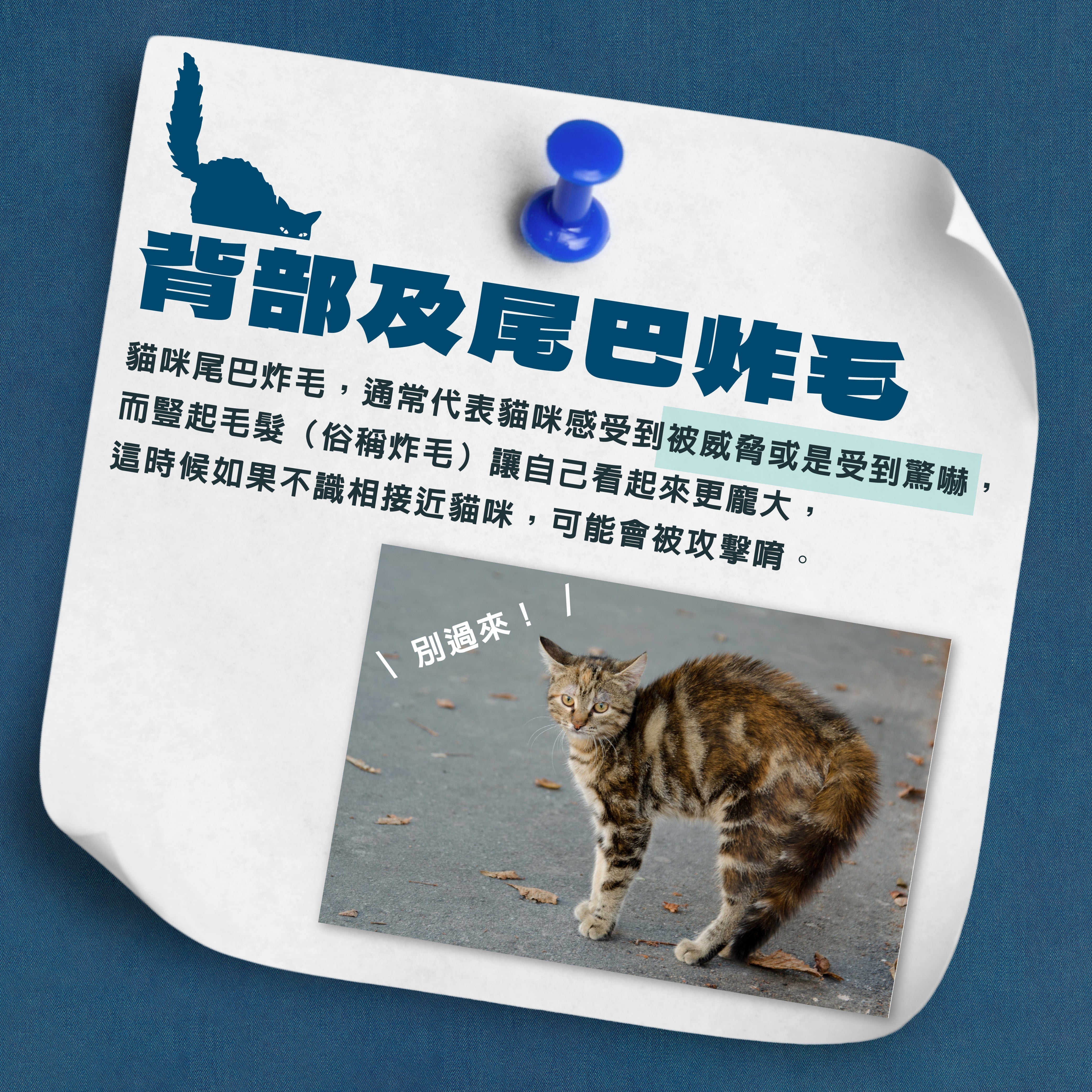 ⚠️ 貓咪炸毛了？這是牠的「警告訊號」！ ⚠️