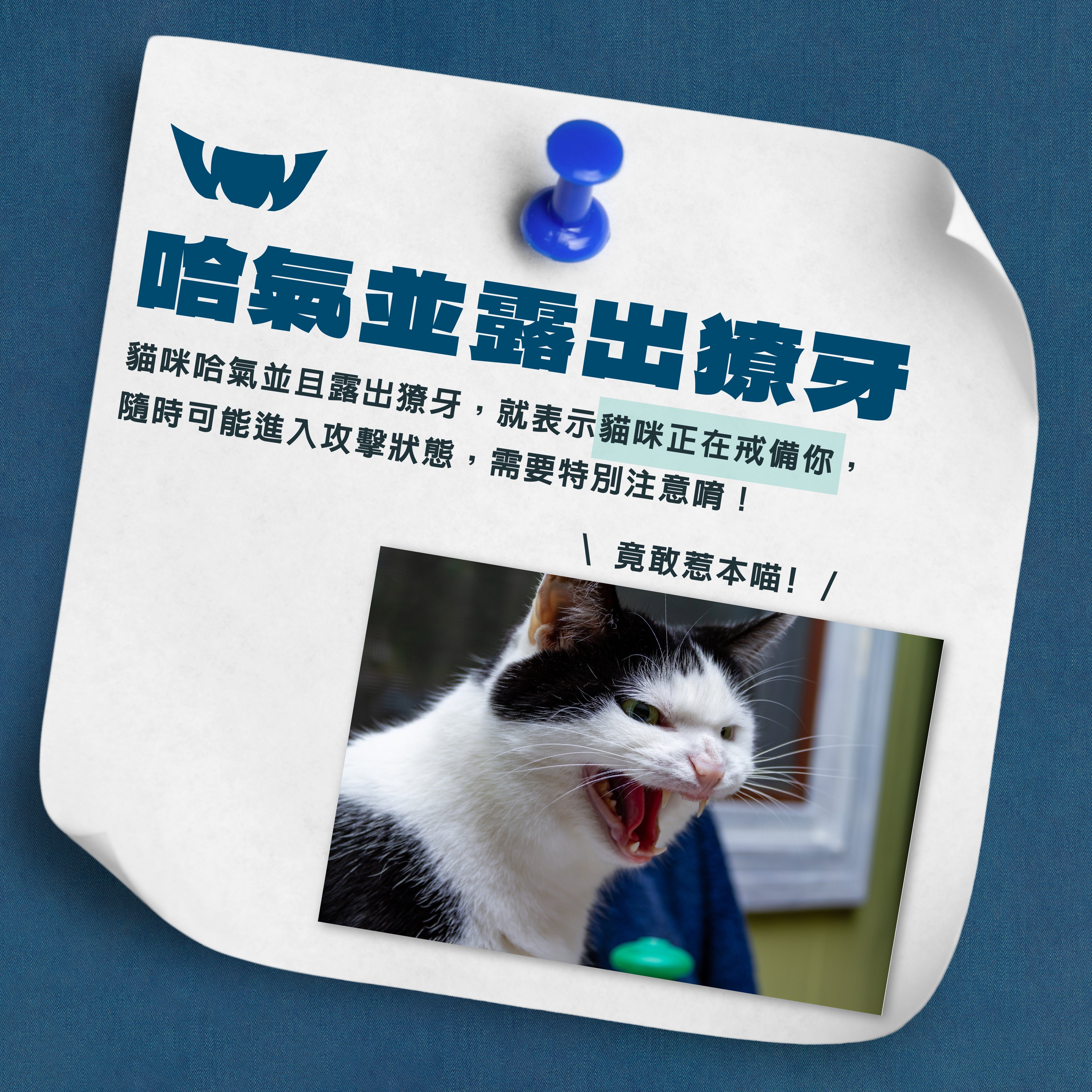 ⚠️ 貓咪哈氣+露出獠牙？牠正在警告你！ ⚠️