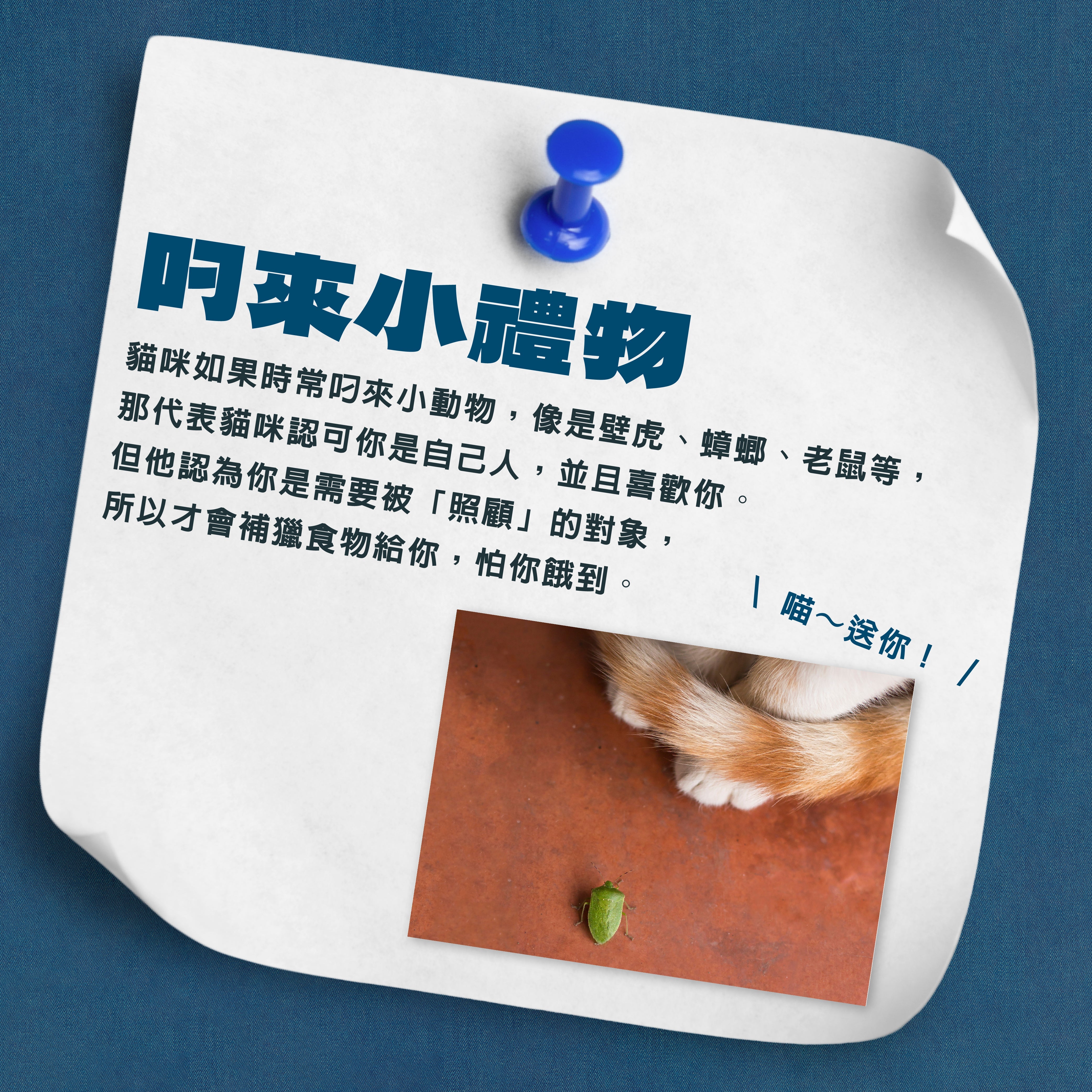 🎁 貓咪送你小禮物？原來是「愛」的表現！ 🐾