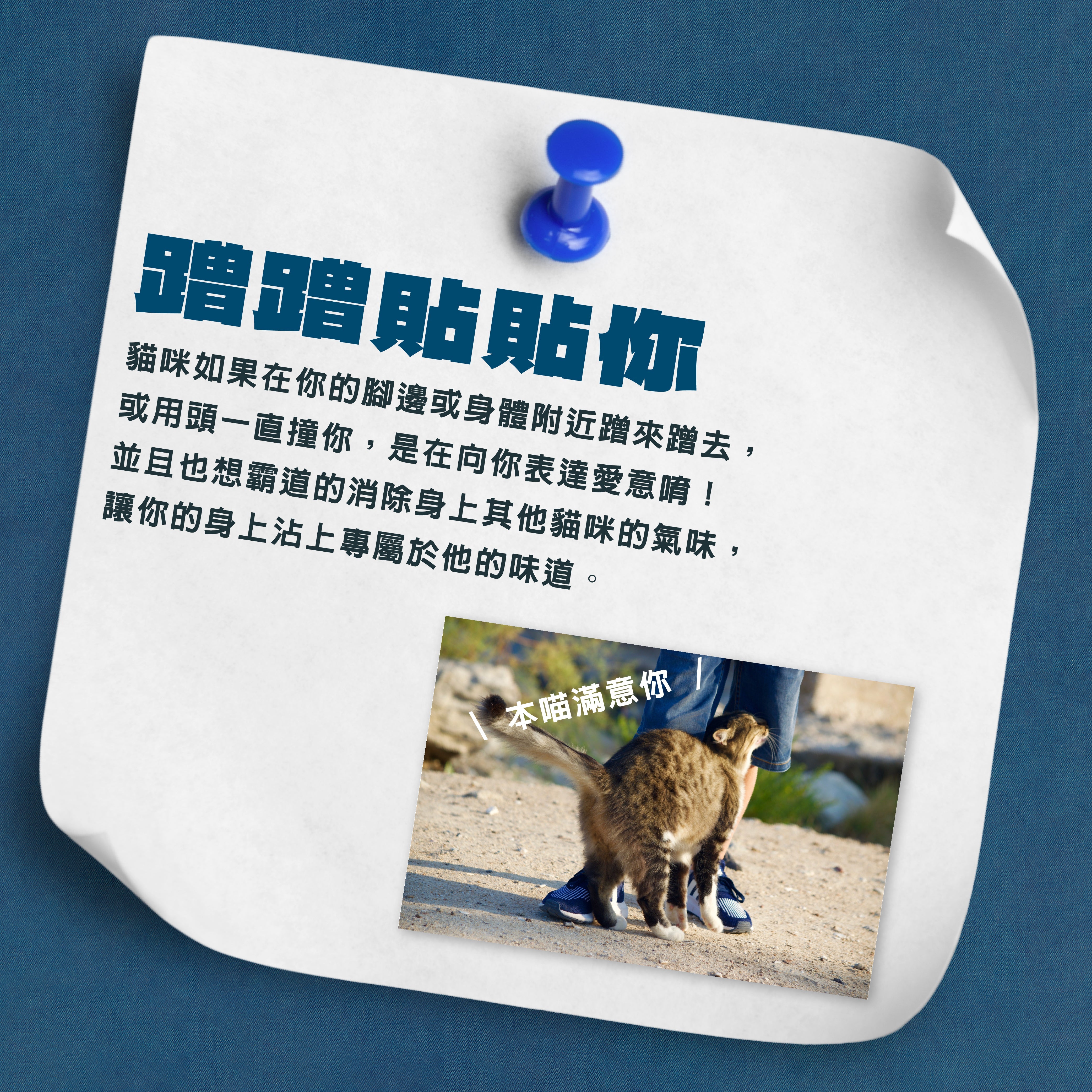 😸 貓咪蹭蹭貼貼你，是愛的專屬印記！ 🐾