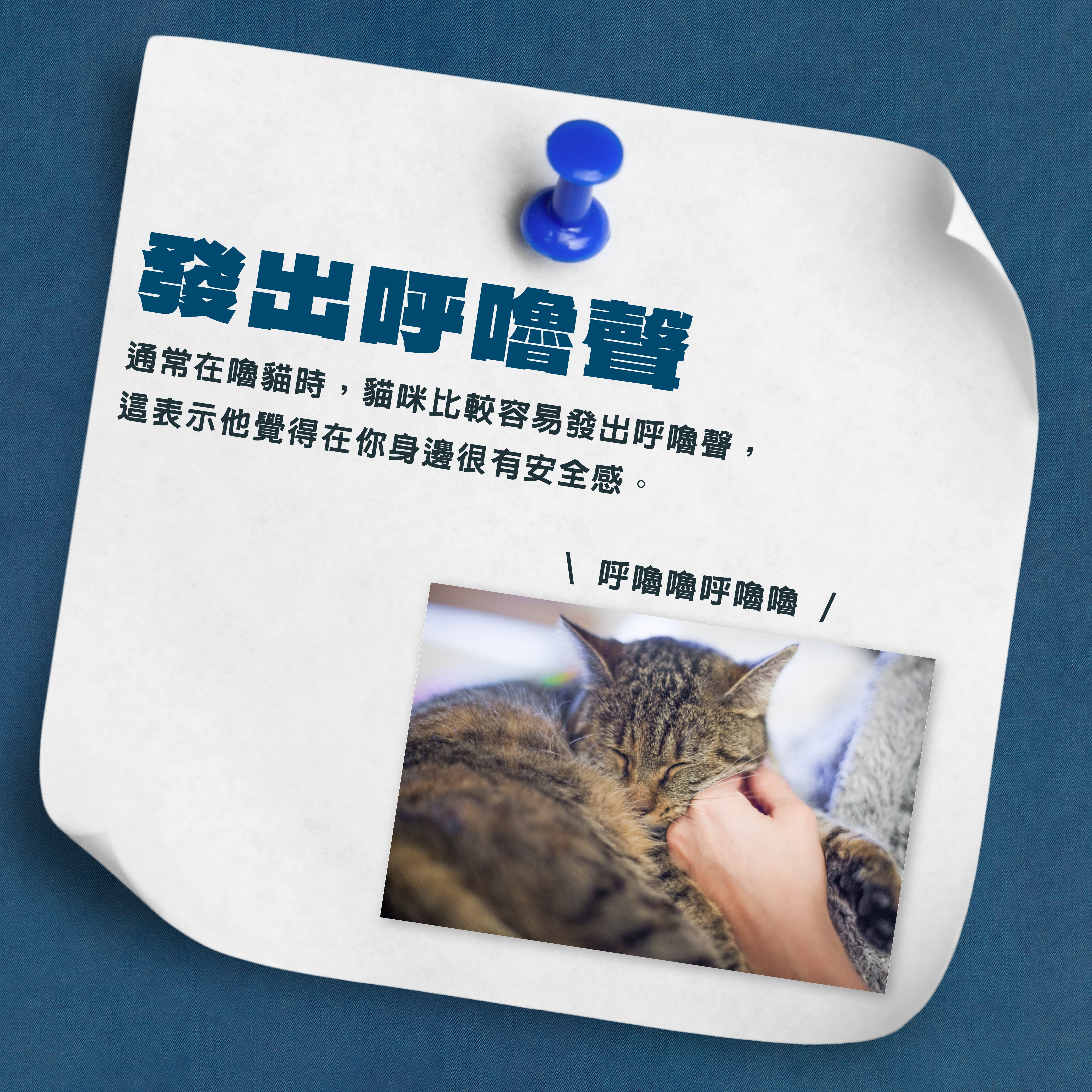 😸 聽見貓咪呼嚕聲，是「幸福的音符」！ 🐾