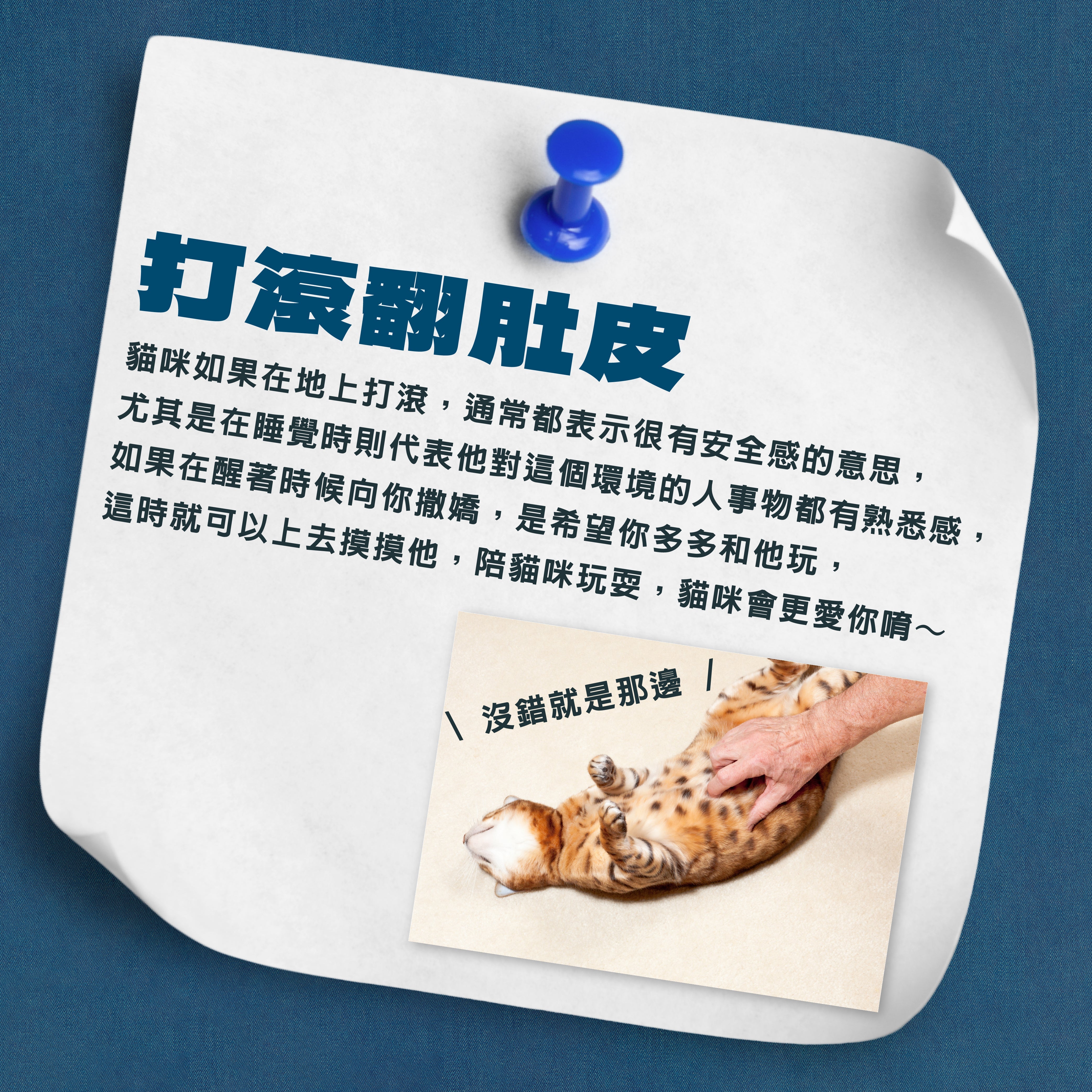 😸 貓咪翻肚肚，原來是「愛的信號」！ 🐾
