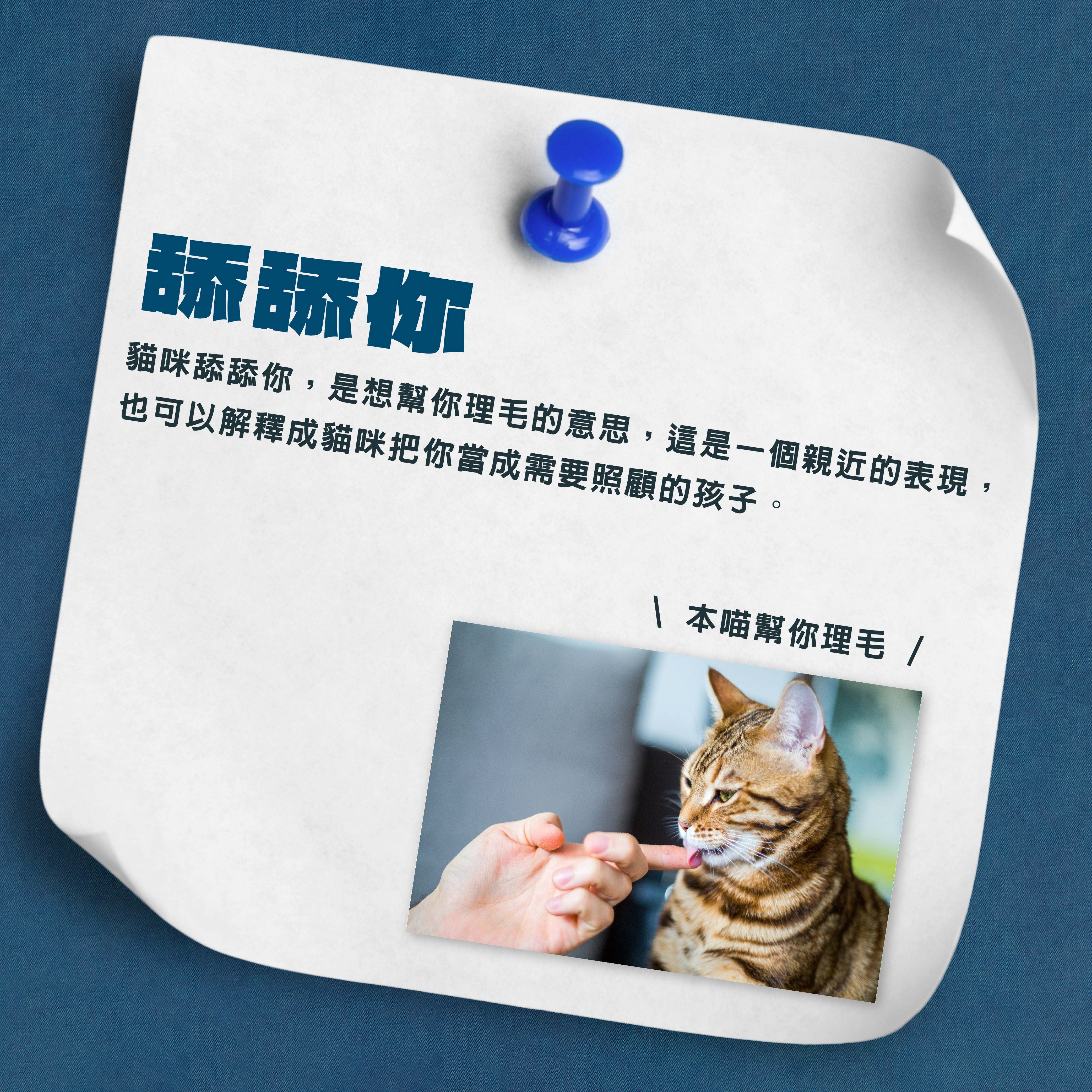😸 貓咪舔舔你，是「愛的告白」嗎？ 🐾